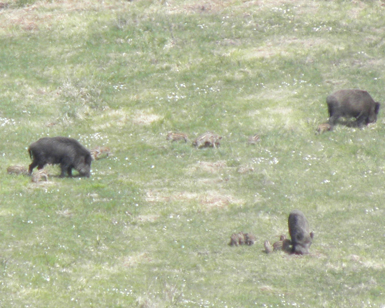 IL CINGHIALE