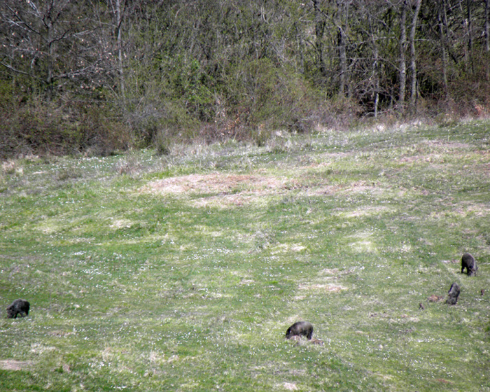 IL CINGHIALE