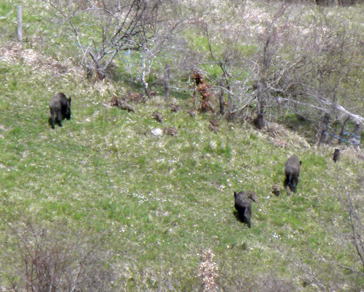 IL CINGHIALE