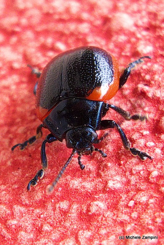 Chrysolina sp. nera con bordo rosso