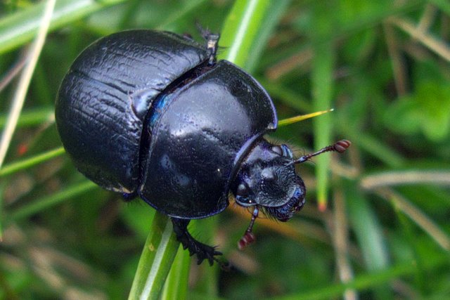 Anoplotrupes stercorosus