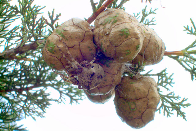 Araneus sp. (A. circe o A. angulatus)