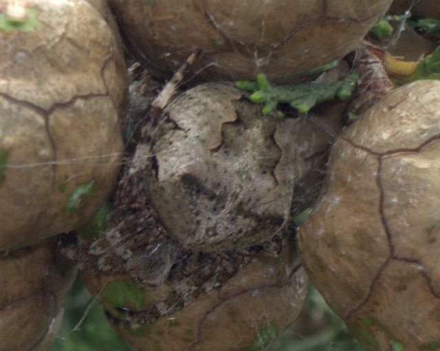 Araneus sp. (A. circe o A. angulatus)