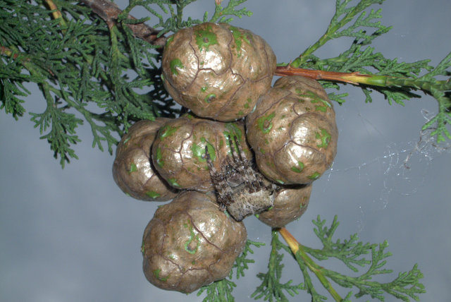 Araneus sp. (A. circe o A. angulatus)