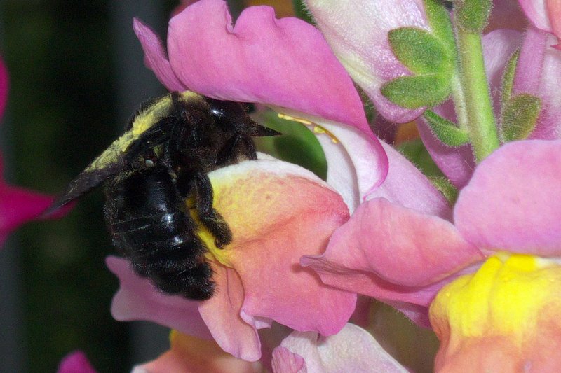 xylocopa in bocca ... di leone