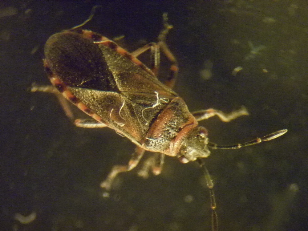 Lygaeidae: Arocatus melanocephalus del Piemonte