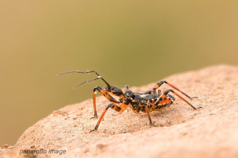 Rhynocoris? S, una ninfa