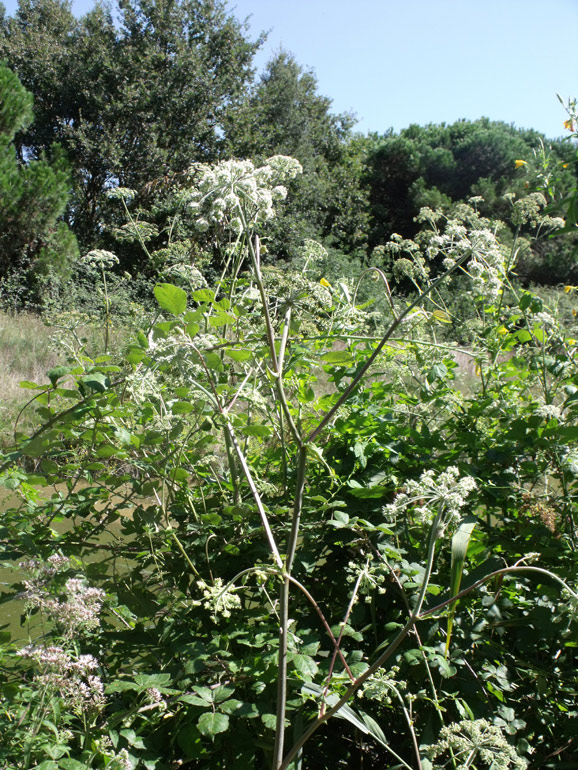 Angelica sylvestris