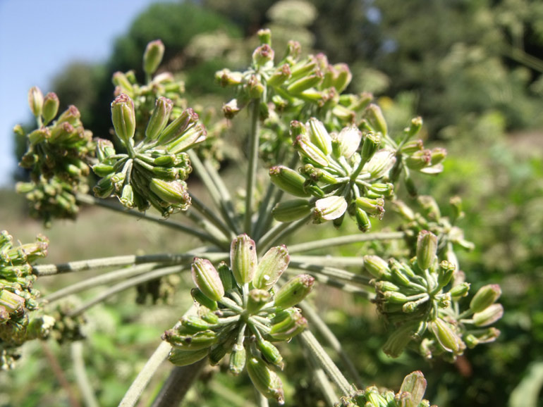 Angelica sylvestris