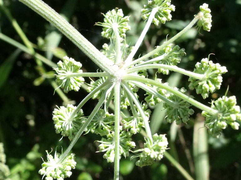 Angelica sylvestris