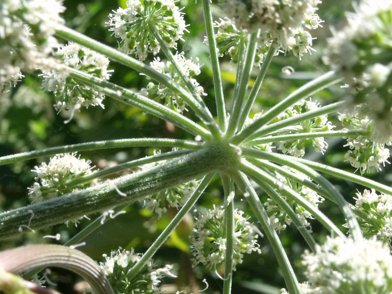 Angelica sylvestris