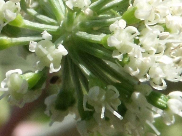 Angelica sylvestris