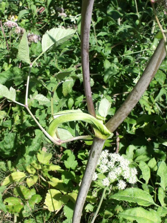 Angelica sylvestris