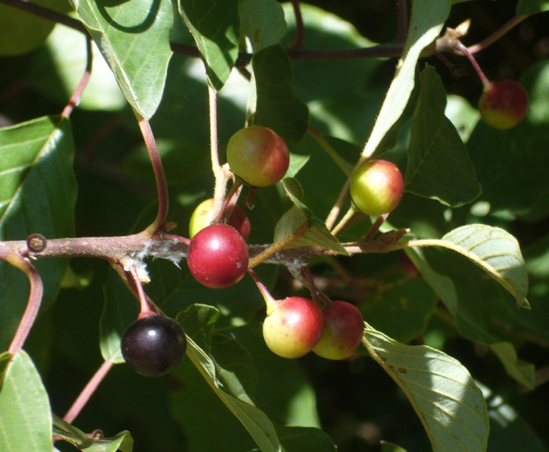 Frangula alnus