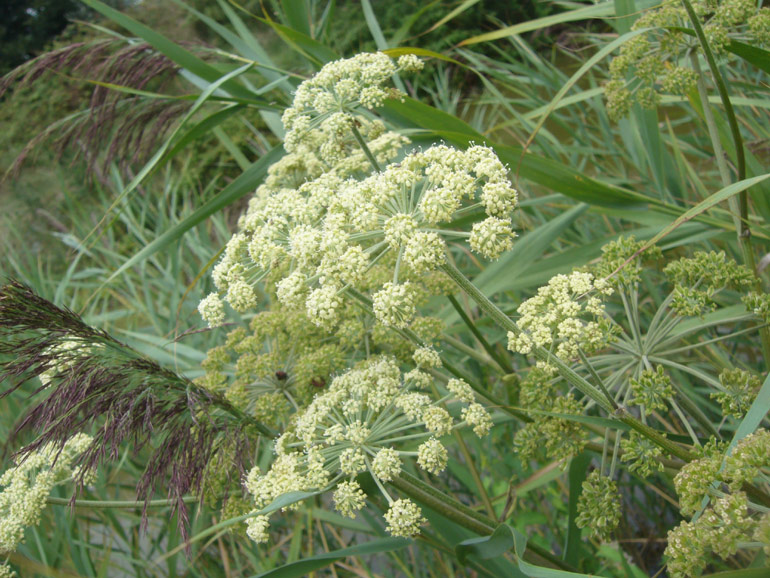 Angelica sylvestris