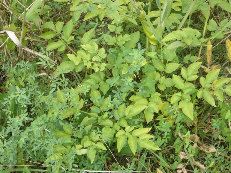 Angelica sylvestris