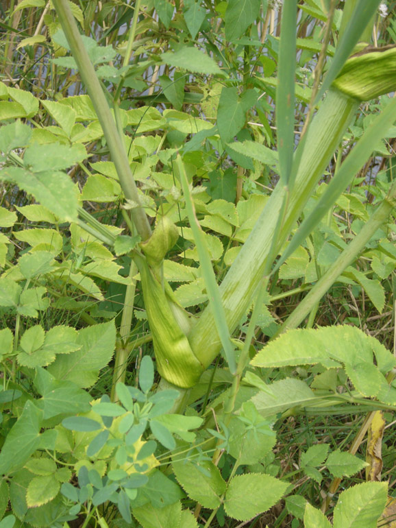 Angelica sylvestris