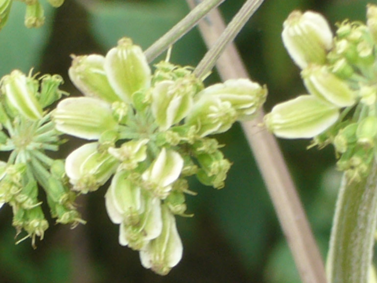 Angelica sylvestris