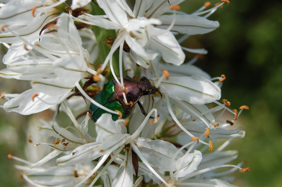 Cetonia aurata pisana