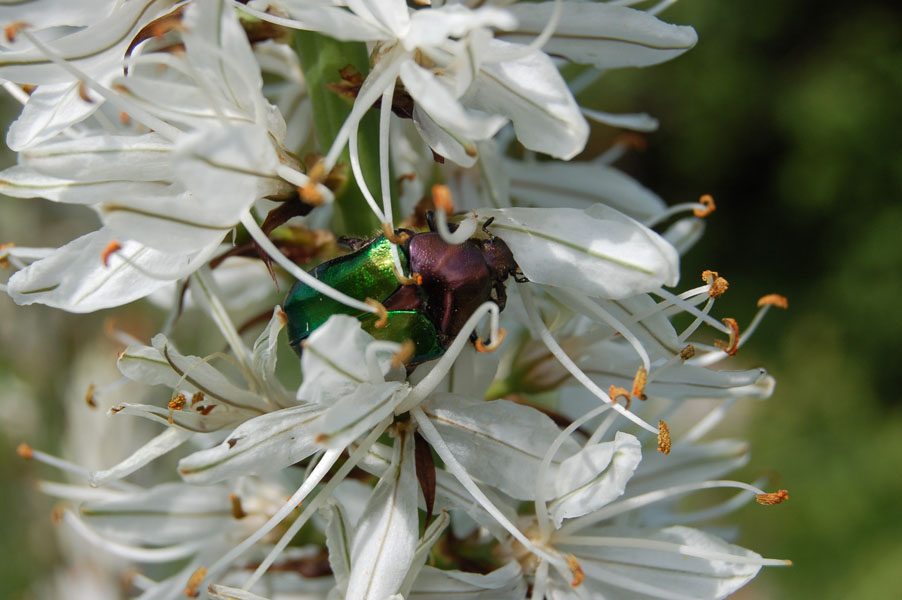 Cetonia aurata pisana