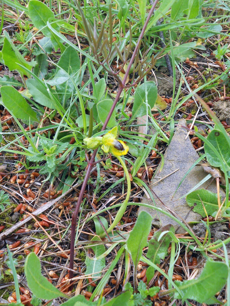 Ophrys Lutea a San Bartolomeo al Mare