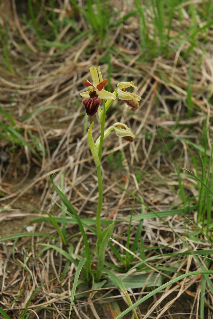 Ophrys da identificare (Incubacea? Sphegodes?)