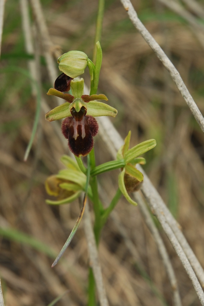 Ophrys da identificare (Incubacea? Sphegodes?)