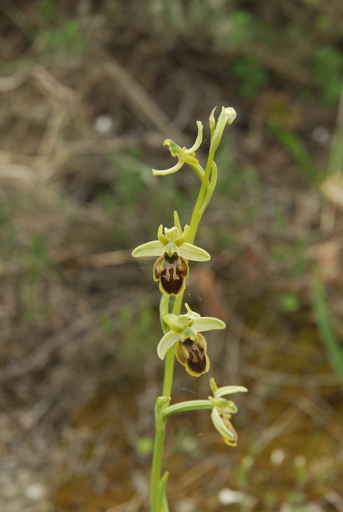 Ophrys da identificare (Incubacea? Sphegodes?)