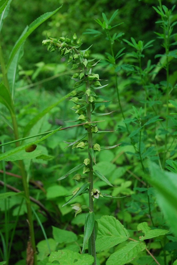 Epipactis ''straniera'' da identificare