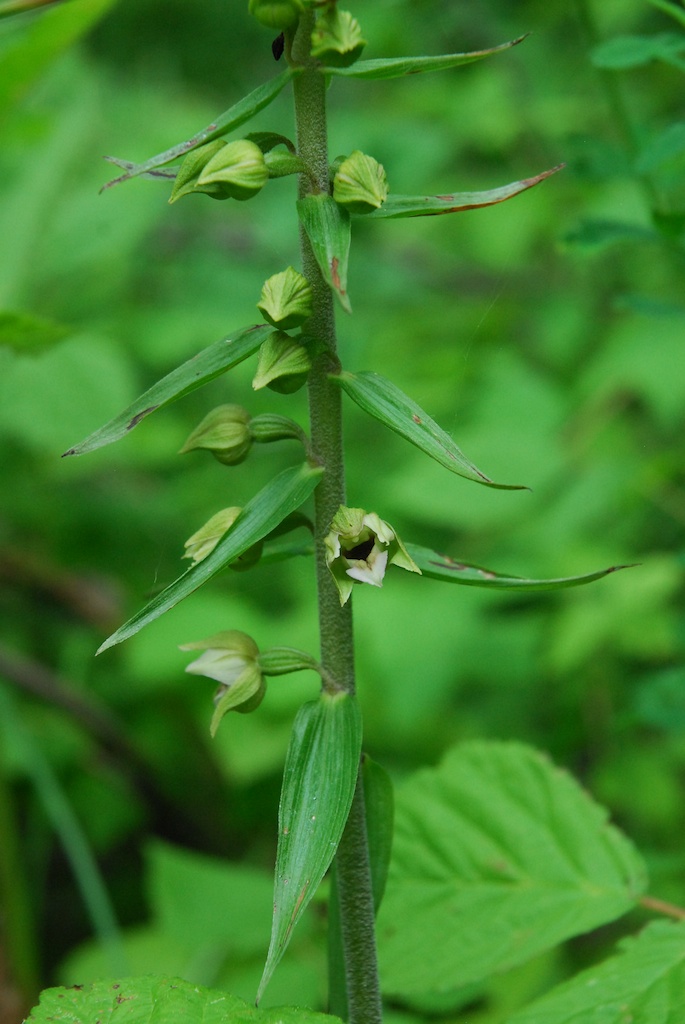 Epipactis ''straniera'' da identificare