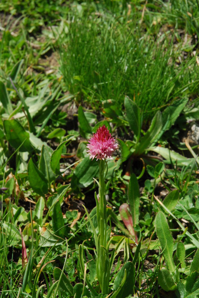 Orchidee in alta Val Grana