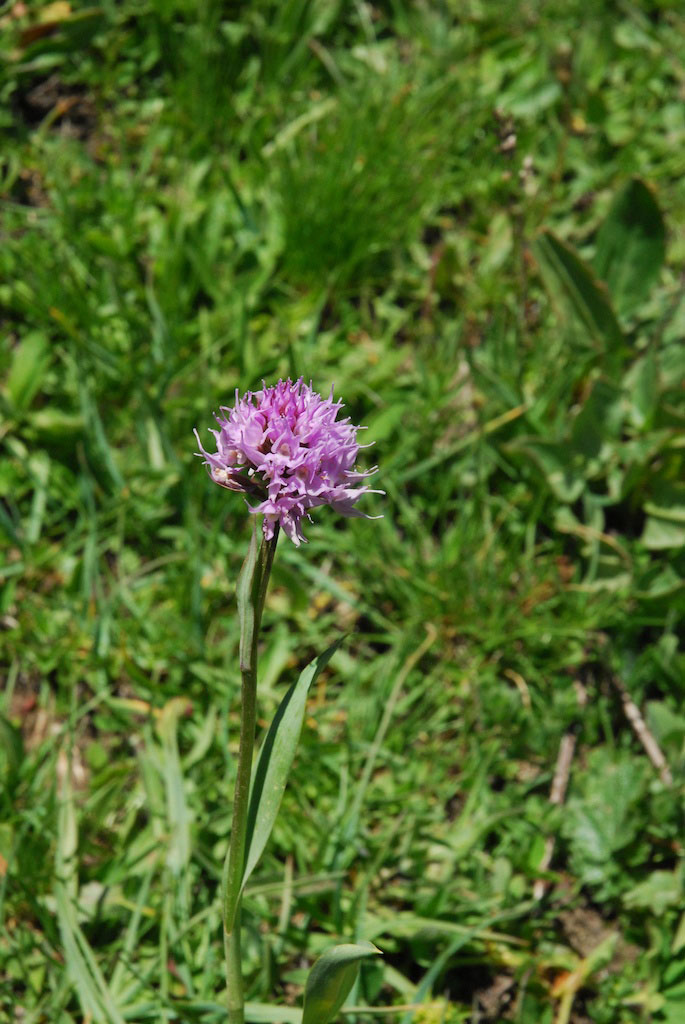 Orchidee in alta Val Grana