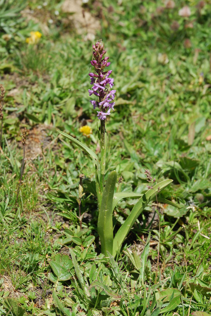 Orchidee in alta Val Grana