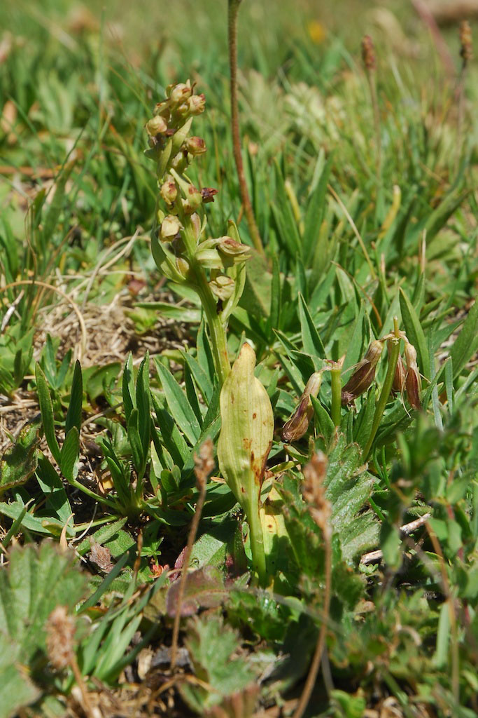 Orchidee in alta Val Grana