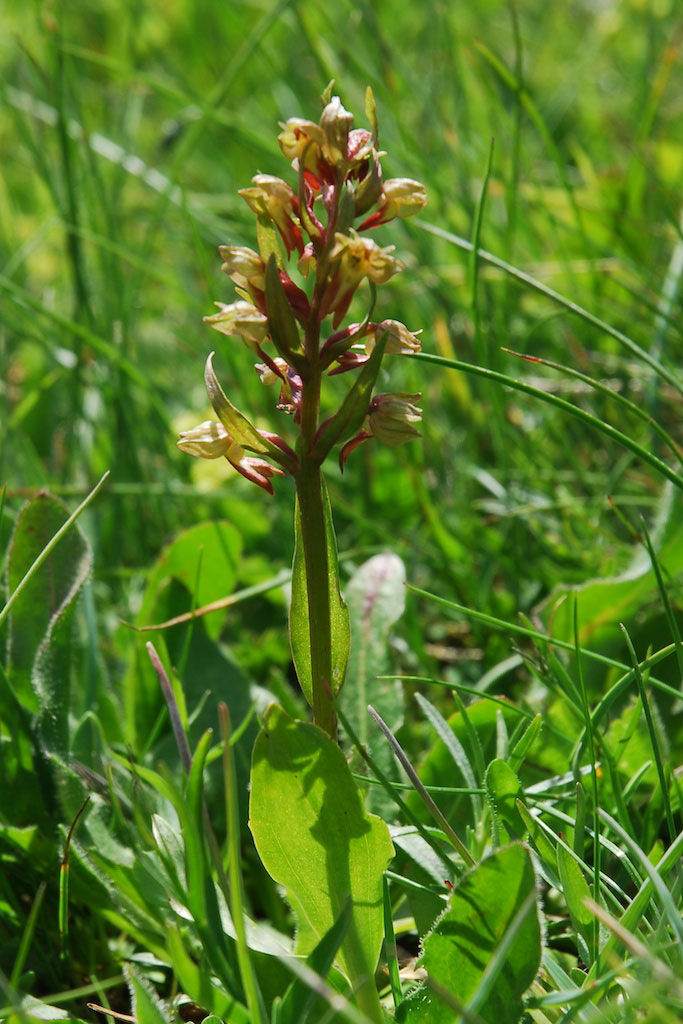 Orchidee in alta Val Grana