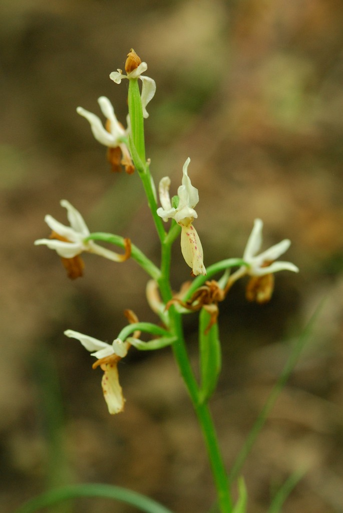 orchidea da identificare