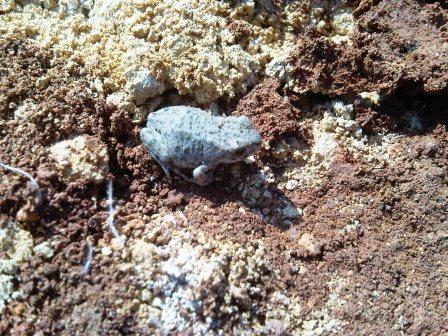 Rana? - rospo smeraldino, Bufotes balearicus juv.