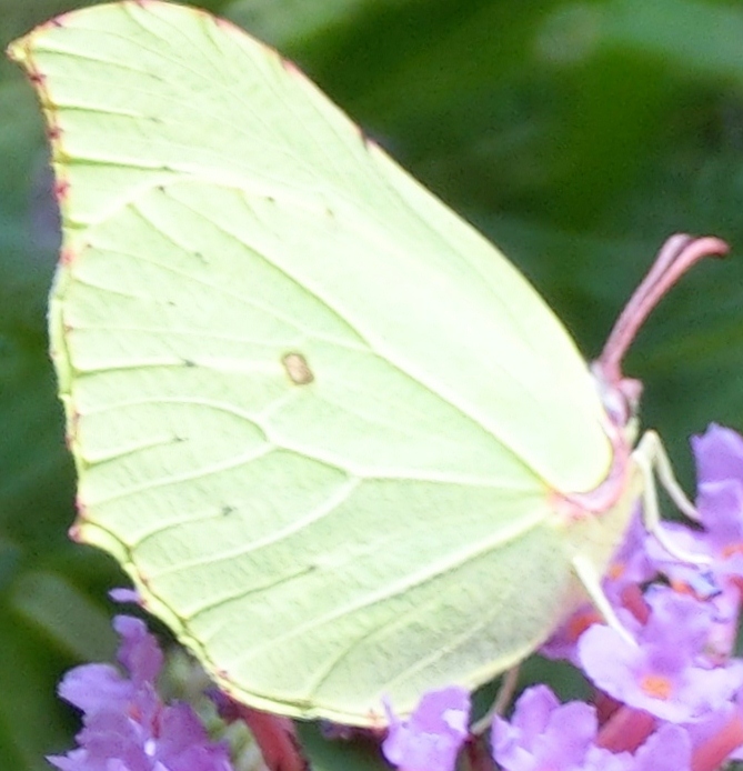 Farfalle mottarone