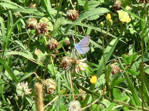 Farfalle dell''orto