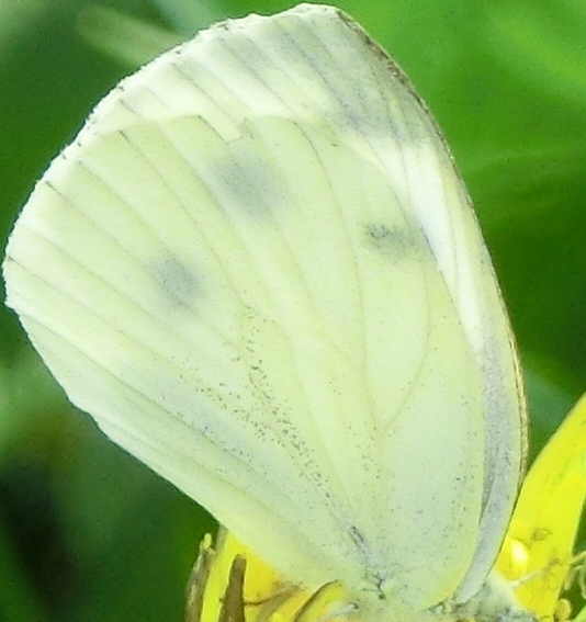 Farfalle dell''orto