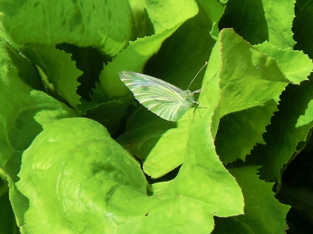 Farfalle dell''orto