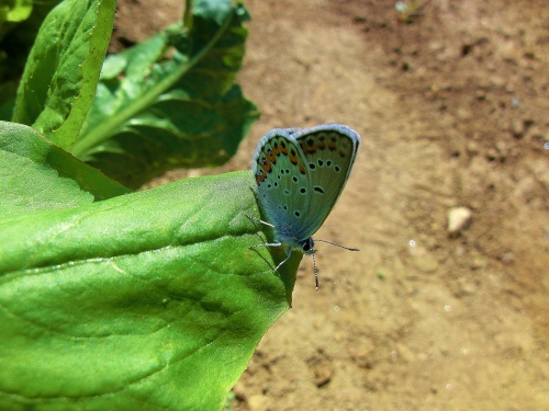 Farfalle dell''orto