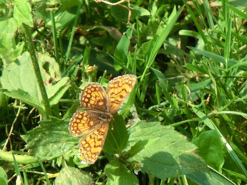 Farfalle Poggio Radioso