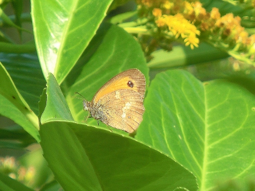 Altre farfalle