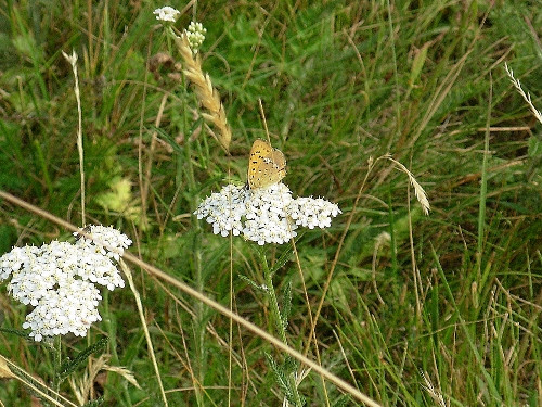 Farfalle antiche :)