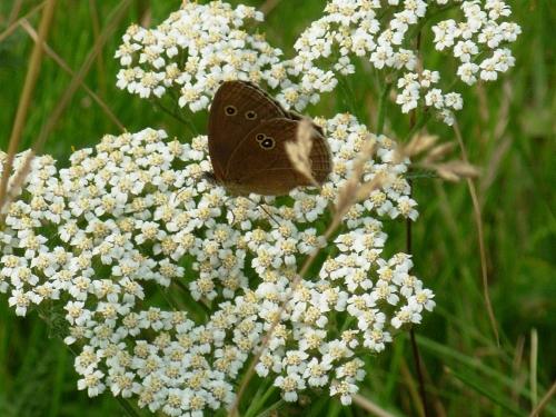 Farfalle antiche :)