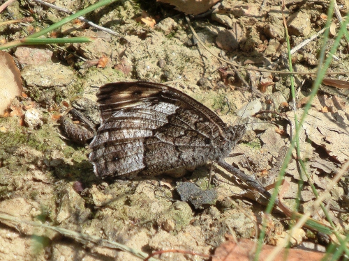 Farfalle Poggio Radioso