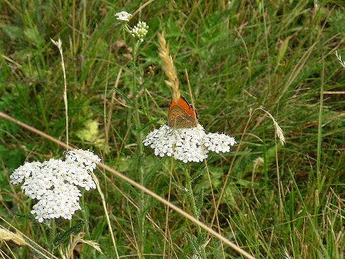 Farfalle antiche :)