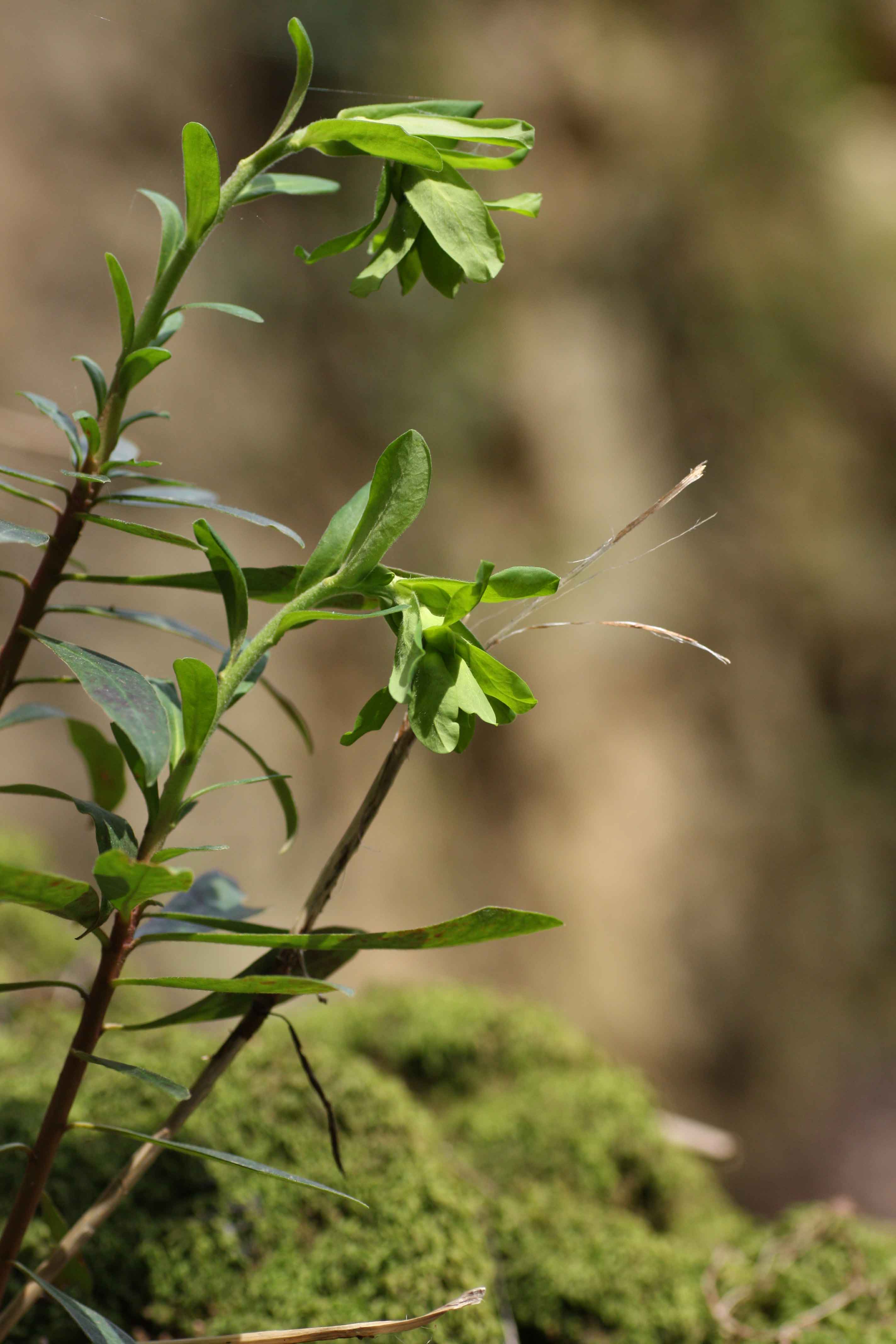 Euphorbia amygdaloides