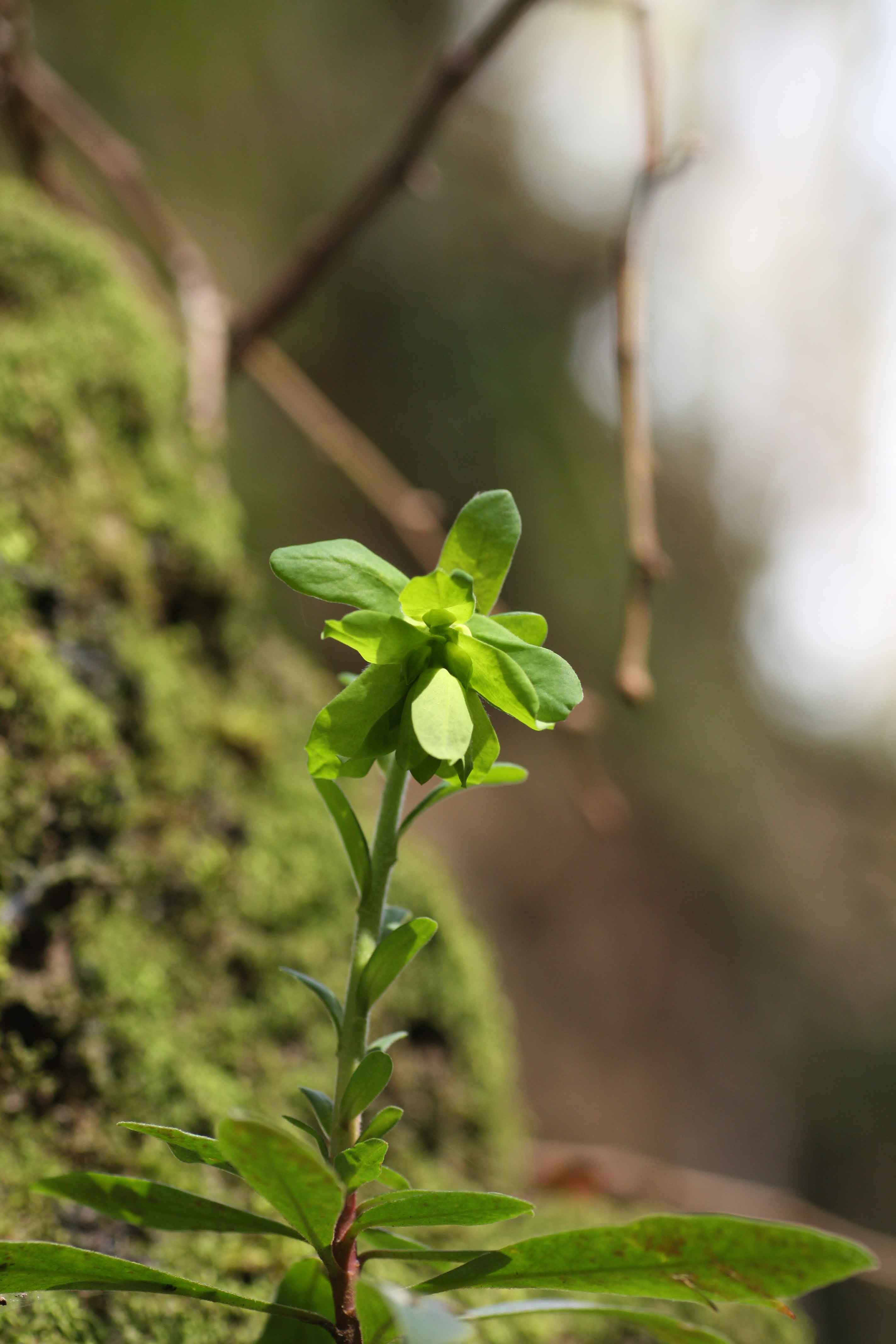 Euphorbia amygdaloides